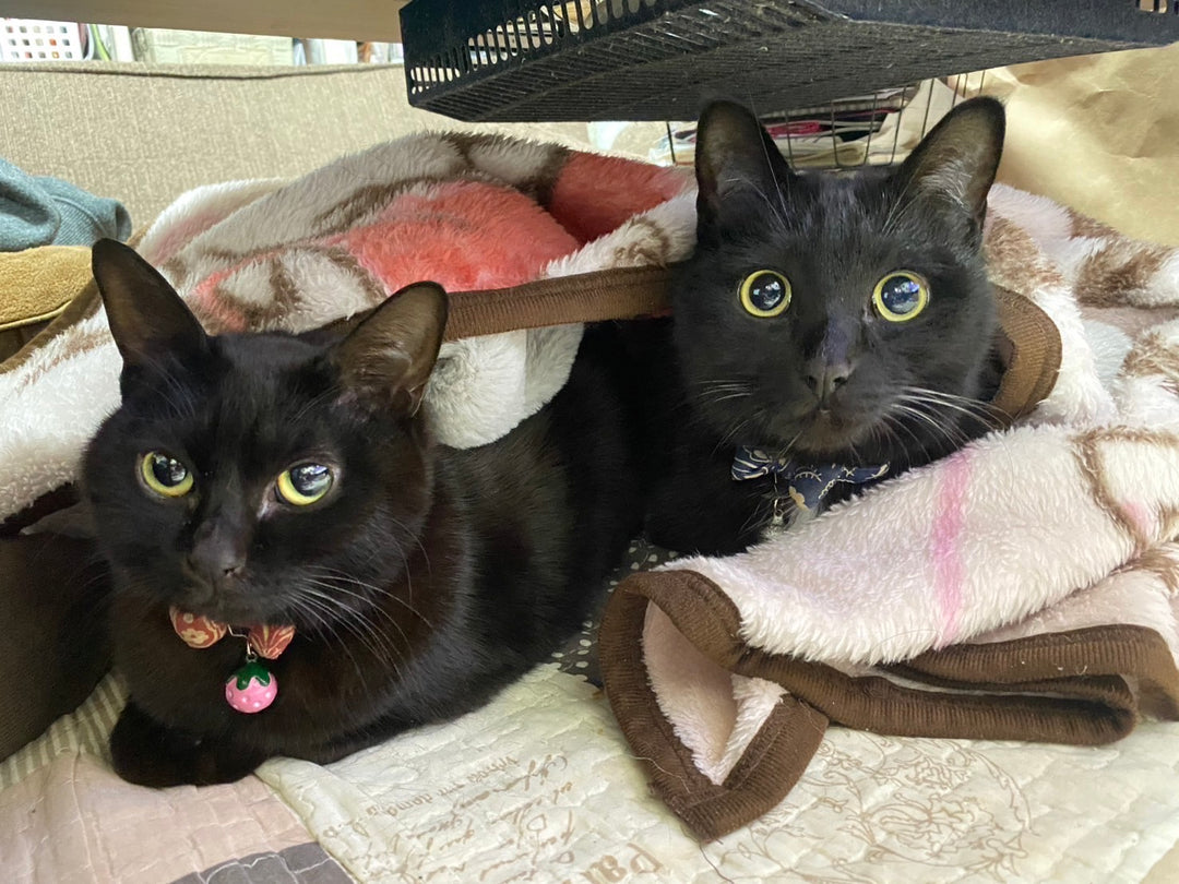 【世界唯一！？】 あなたの大切な思い出を〝生きているメモリアル・アートに〟